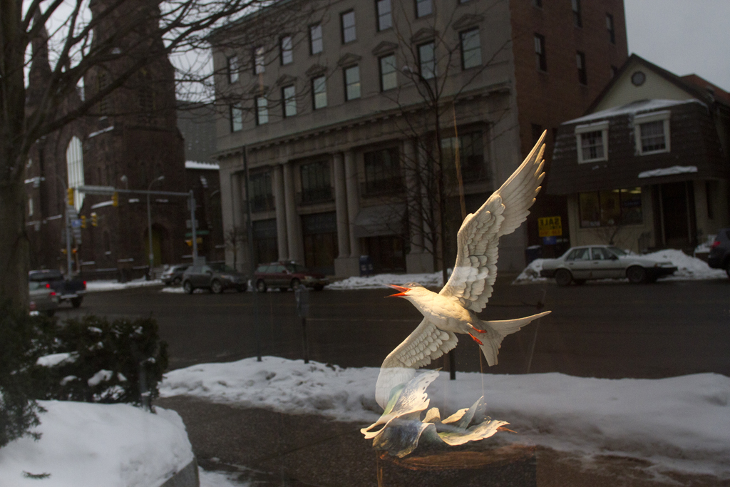 Mugre Blanca - Buffalo, NY