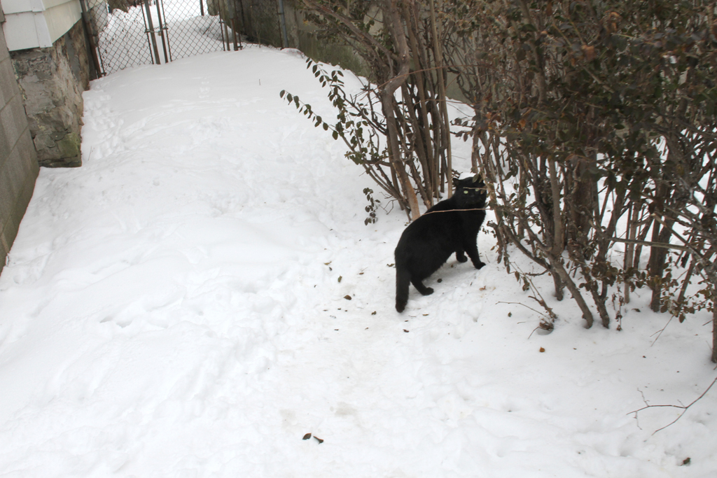 Mugre Blanca - Buffalo, NY