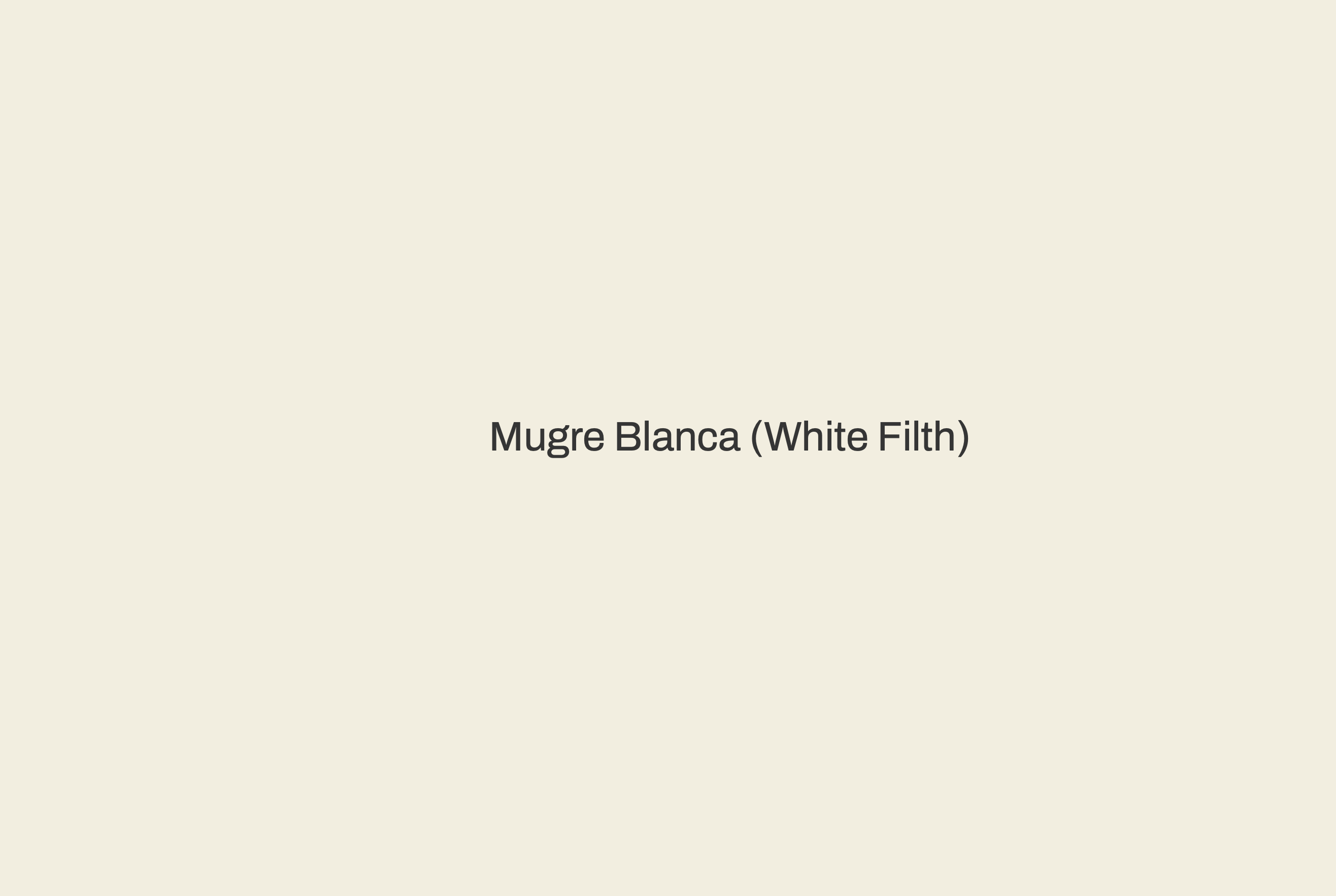 Mugre Blanca - Buffalo, NY